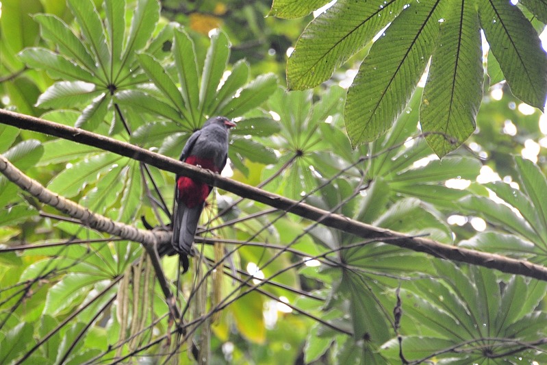 Massena's Trogon